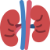 Kidney