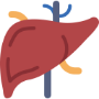 Liver